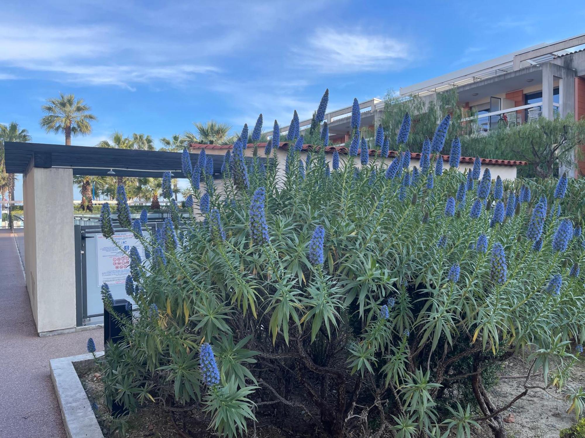 Loubet Plage- Entre Et Cannes Apartment *